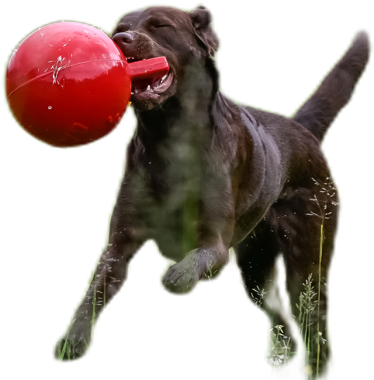 Hund im Spiel mit rotem Ball