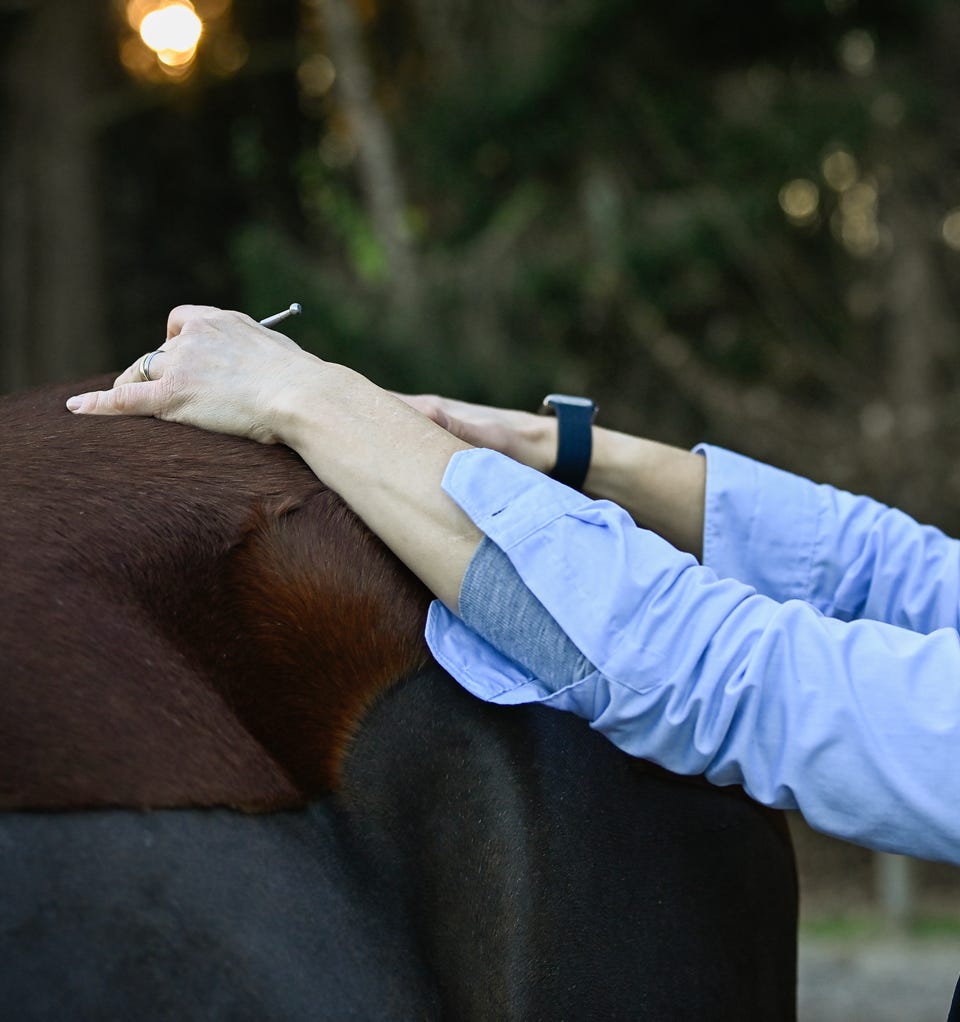 Nic Bachmann macht Energiearbeit am Pferd