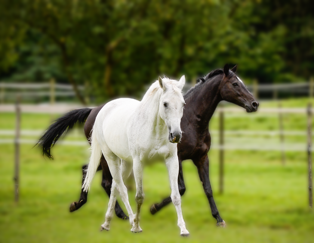 Zwei wunderschöne Pferde auf der Weide