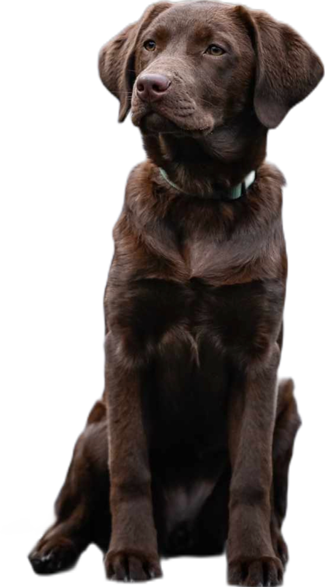 Wunderschöner Labrador 