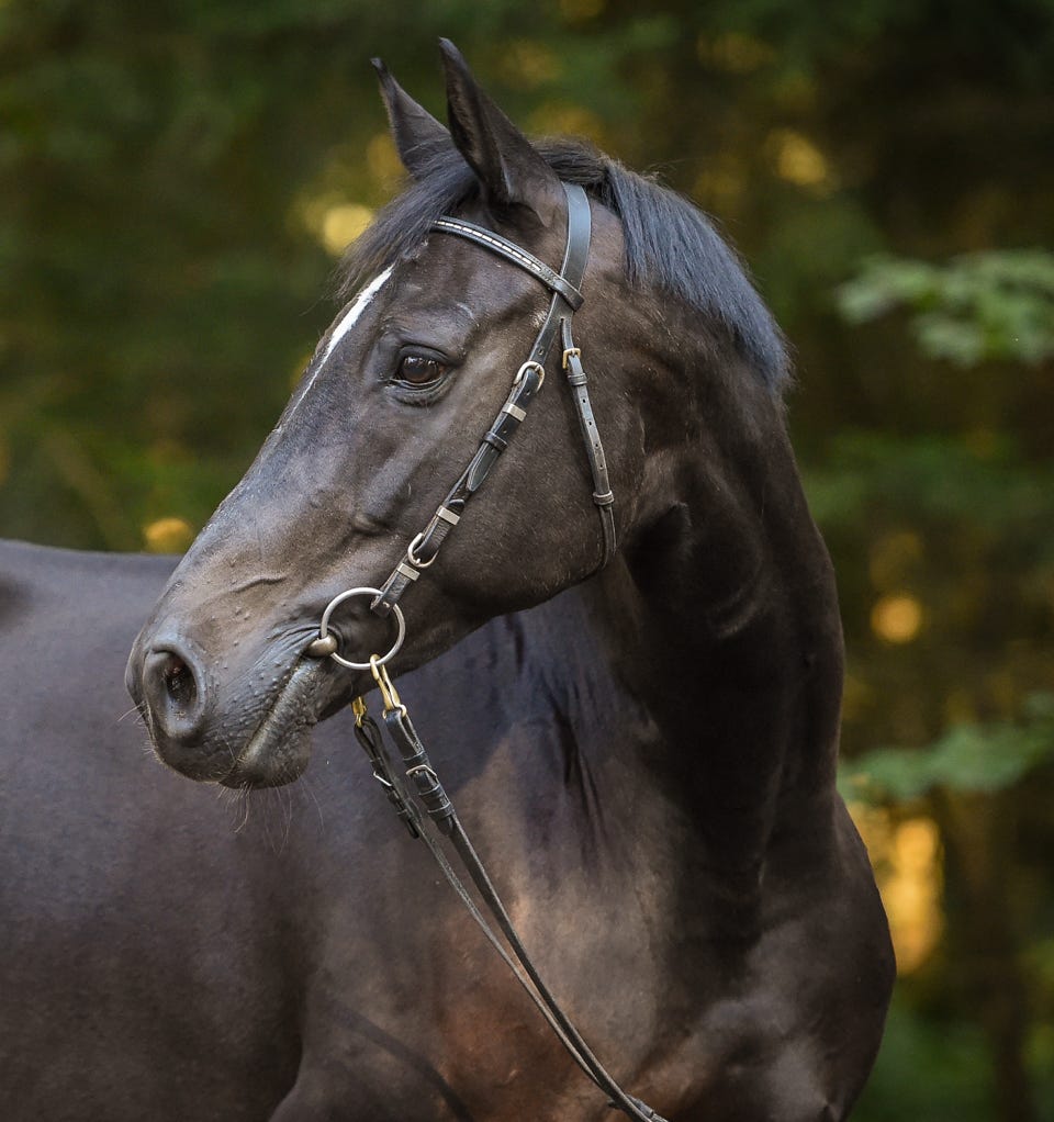 Dunkelbraune wunderschöne Stute Ladina